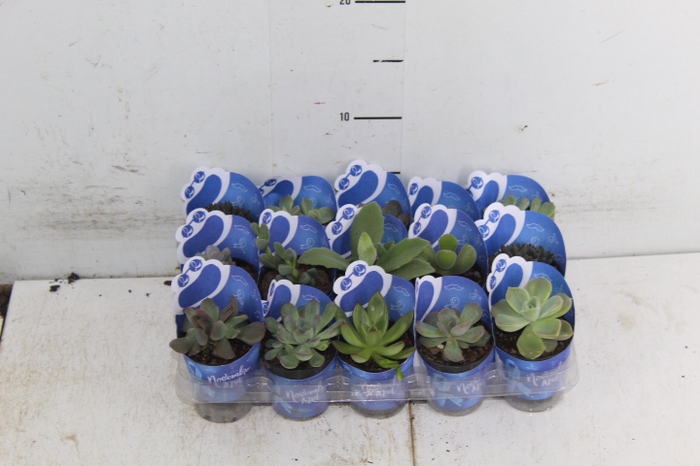 <h4>SUCULENTAS P06</h4>