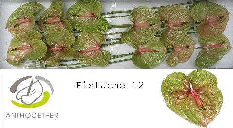 <h4>Anthurium pistache</h4>