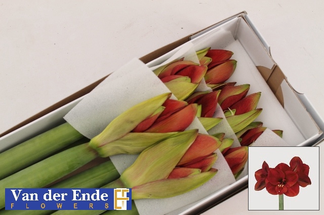 <h4>Hippeastrum ferrari</h4>