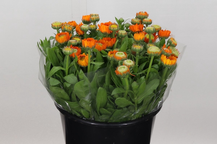 <h4>Calendula orange</h4>