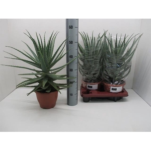 Aloe Arborescens (Cites) 20Ø 57cm