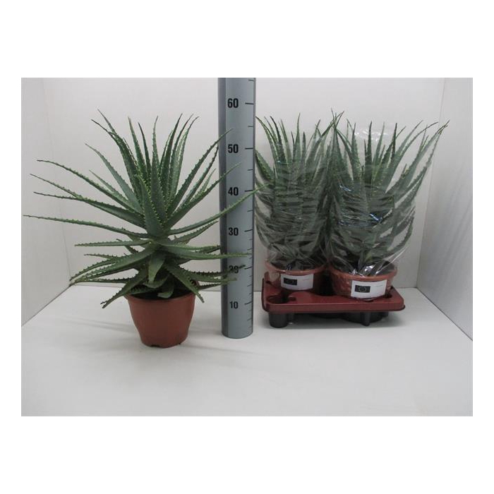 <h4>Aloe Arborescens (Cites) 20Ø 57cm</h4>
