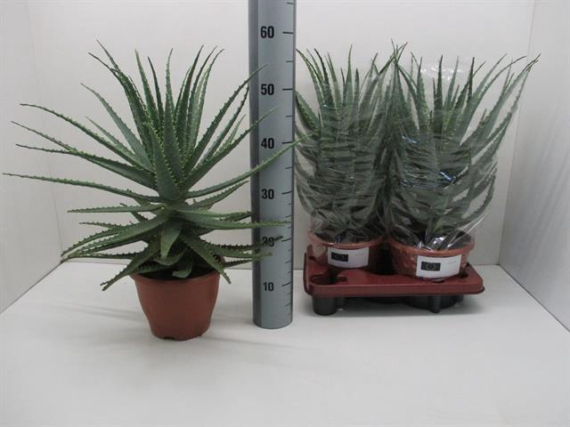 Aloe Arborescens (Cites) 20Ø 57cm