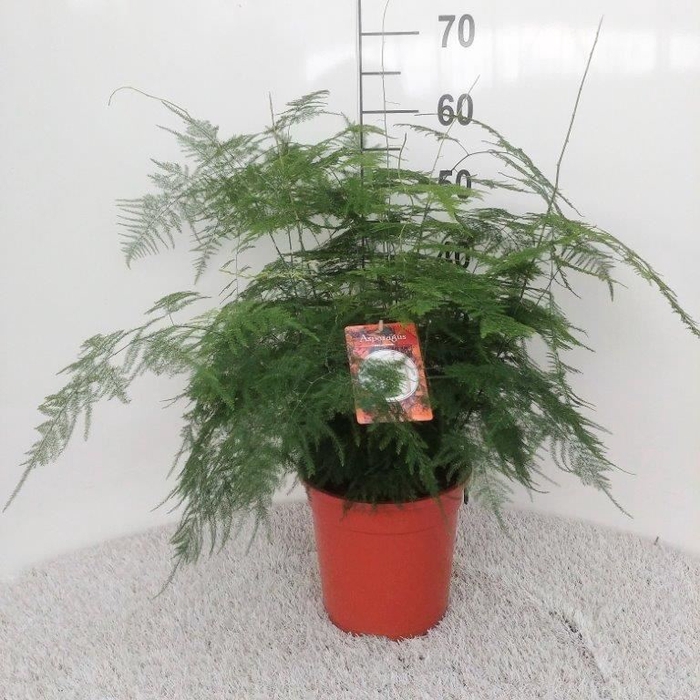<h4>Asparagus Setaceus</h4>