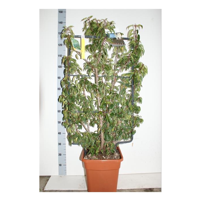 <h4>Prunus lusitanica Angustifolia 32Ø 130cm</h4>