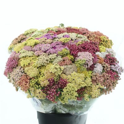 <h4>Achillea mix rainbow</h4>