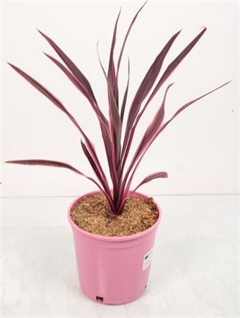 <h4>Cordyline Pink Passion</h4>