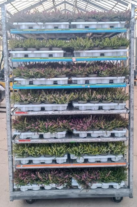 <h4>Erica (win. darleyensis gemengd</h4>