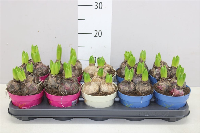 <h4>Hyacinthus Gemengd 3pp Ton Sur Ton</h4>