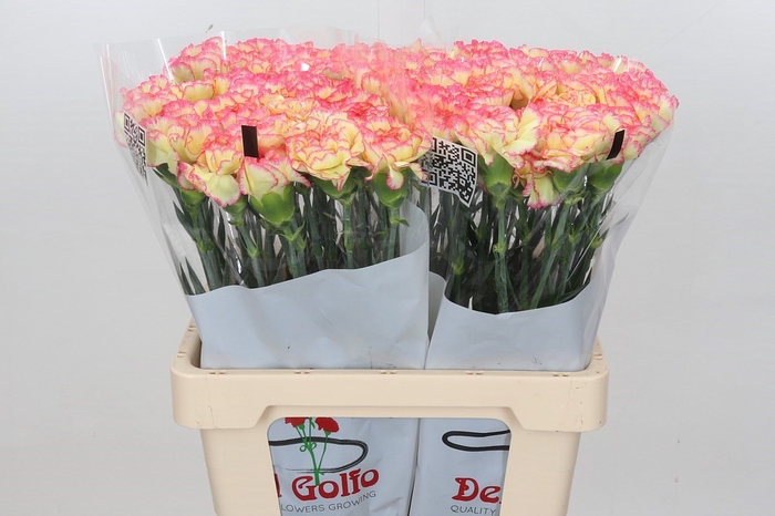 Dianthus St Poirot F G