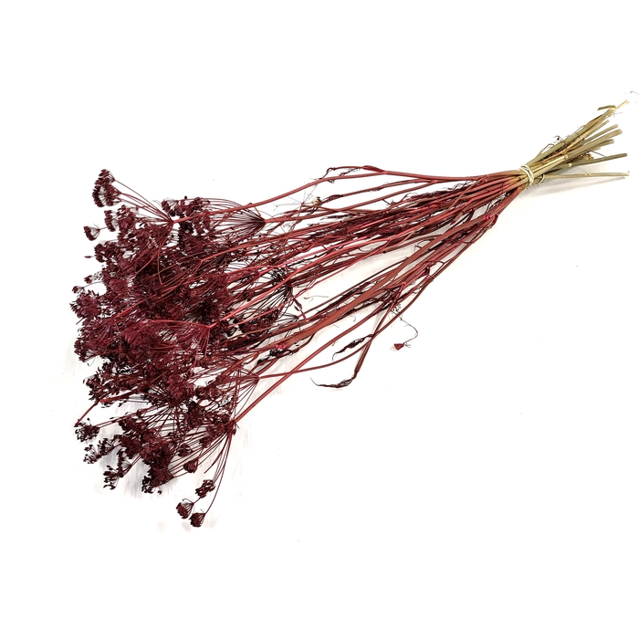 <h4>Anethum (dille) dried 10st per bunch Bordeaux</h4>