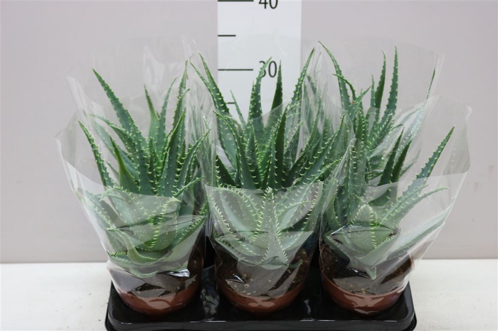 <h4>Aloe Arborescens</h4>