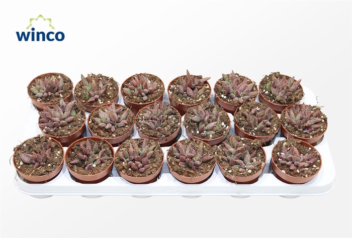 <h4>Adromischus Antidorcatum</h4>