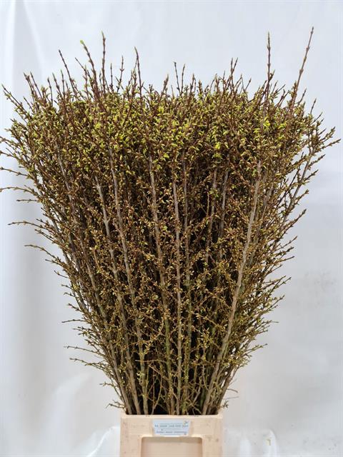 <h4>Forsythia yellow</h4>
