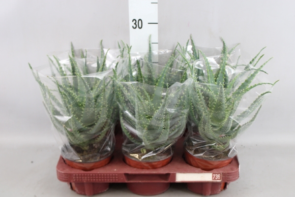 <h4>Aloe arborescens</h4>