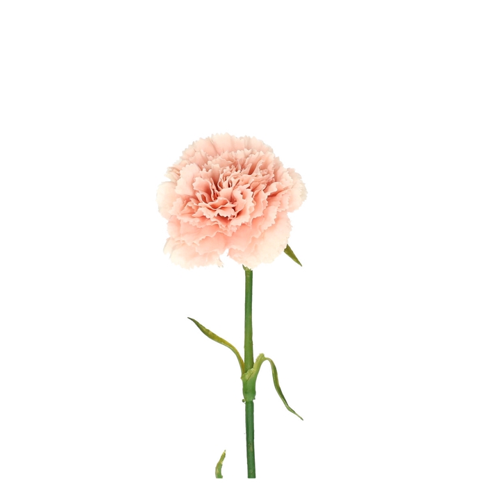 <h4>Silk Carnation 54cm</h4>
