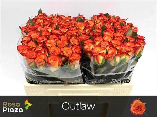 <h4>R GR OUTLAW!</h4>