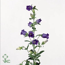 <h4>Campanula medium champion blue</h4>