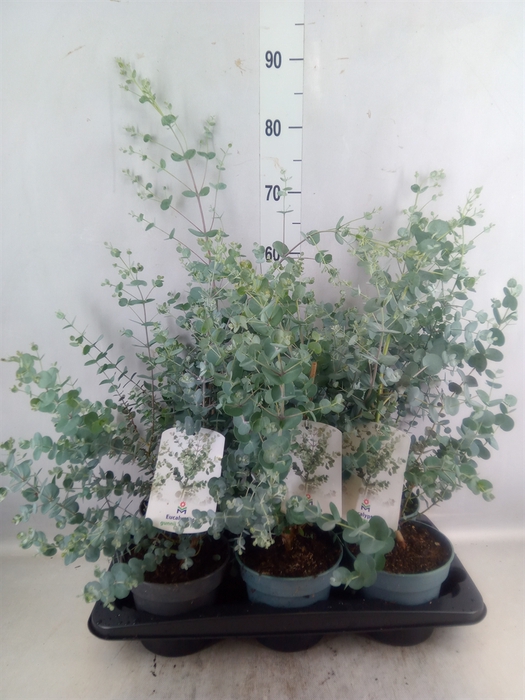 <h4>Eucalyptus Gunnii</h4>
