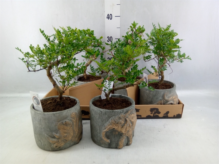 <h4>Bonsai ...mix</h4>