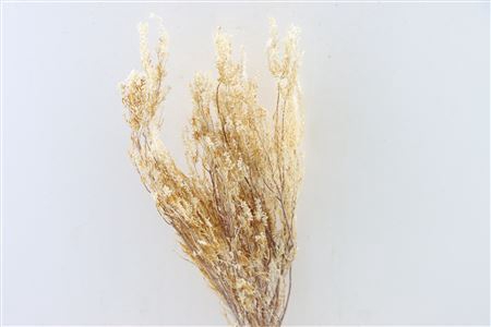 <h4>Pres Erica Bleached Bunch</h4>