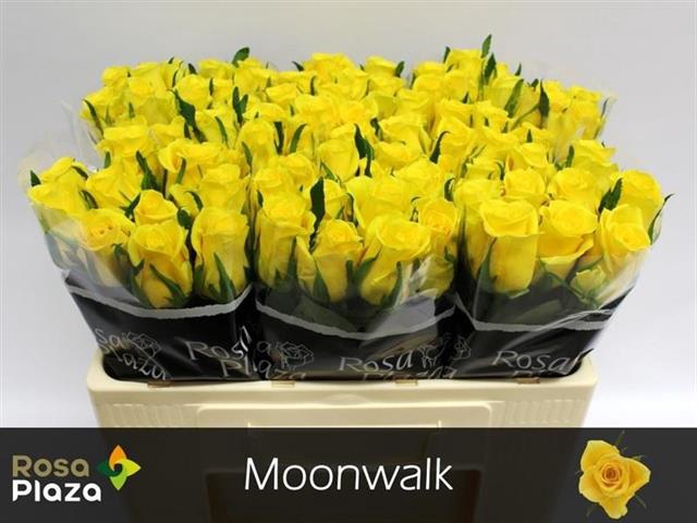 <h4>R GR MOONWALK</h4>