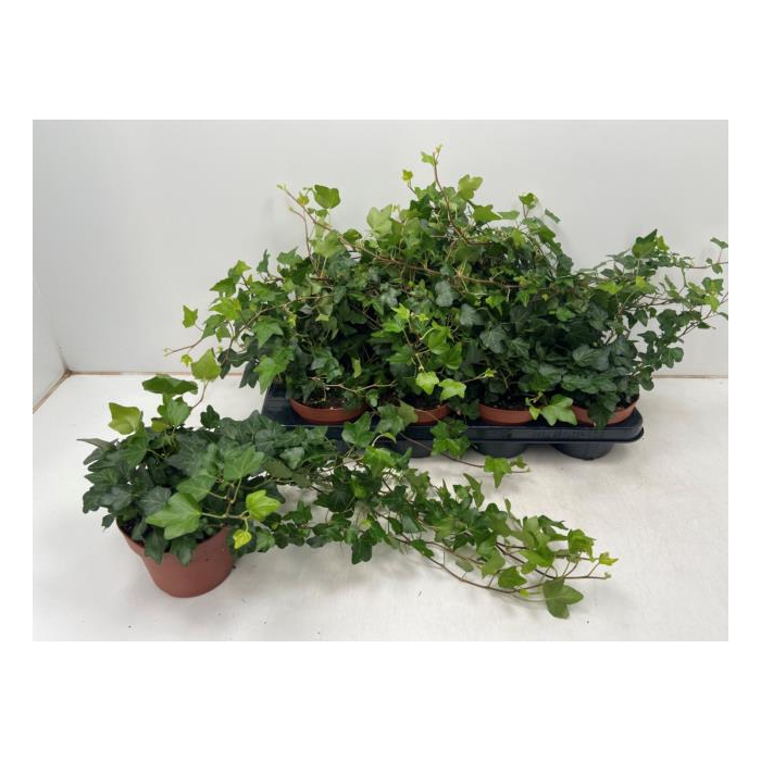 <h4>Hedera helix Wonder 13Ø 40cm</h4>
