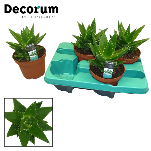 <h4>Aloe perfoliata (Decorum)</h4>