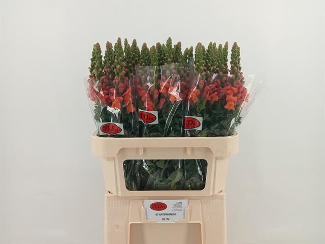 <h4>Antirrhinum avignon deep orange</h4>