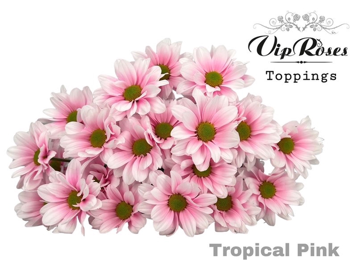 <h4>Chrys sp paint tropical pink</h4>