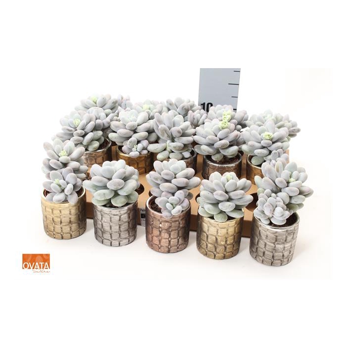 <h4>Pachyphytum Oviferum 7Ø 10cm</h4>
