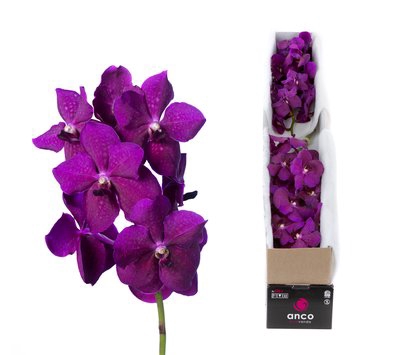 <h4>Vanda nitaya raspberry cerise</h4>