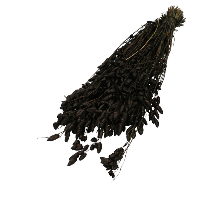 <h4>Droogbloem Briza Maxima 60cm</h4>