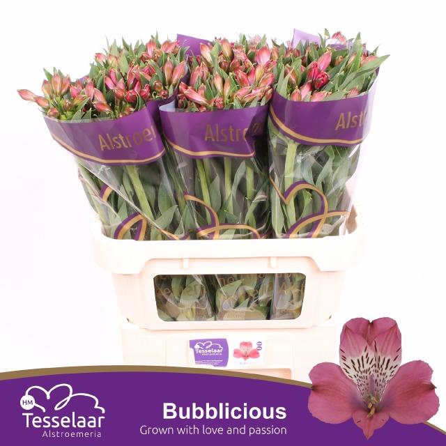 <h4>ALSTR BUBBLICIOUS</h4>