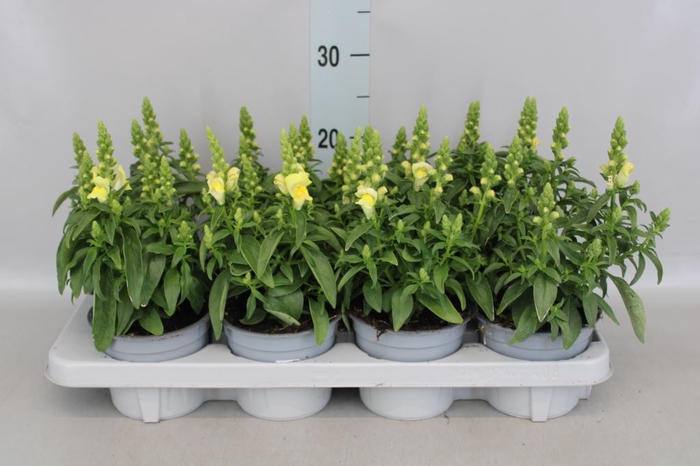 <h4>Antirrhinum 'dragon Yellow'</h4>