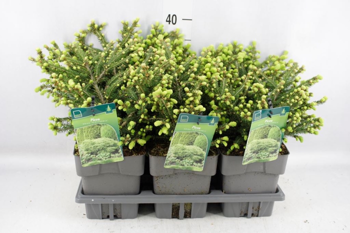 <h4>Picea Abies 'nidiformis'</h4>