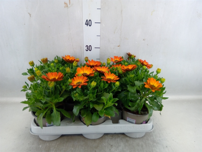 <h4>Osteospermum 'margarita Orang Fla'</h4>