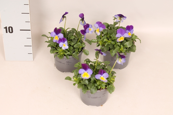 <h4>Viola cornuta F1 Blue Purple wing</h4>