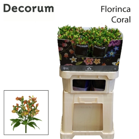 ALST FL CORAL .