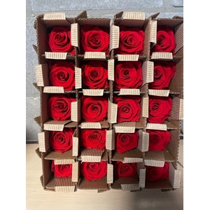 Roos bulk rood