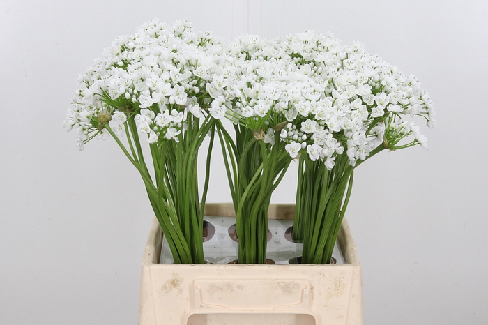 <h4>Allium Neopolitanum</h4>