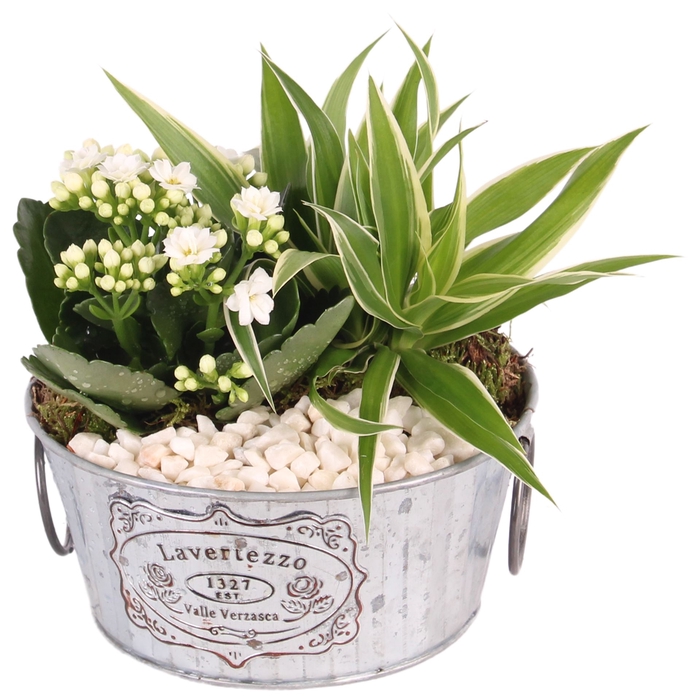 <h4>Arr. Planten L%</h4>