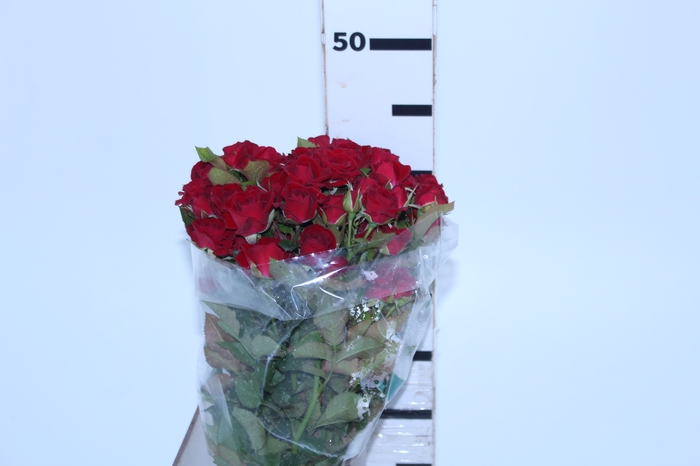 Spray Rose Mirabel Red 60 cm