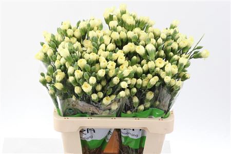 <h4>Di Tr Xanthe Yellow Select</h4>
