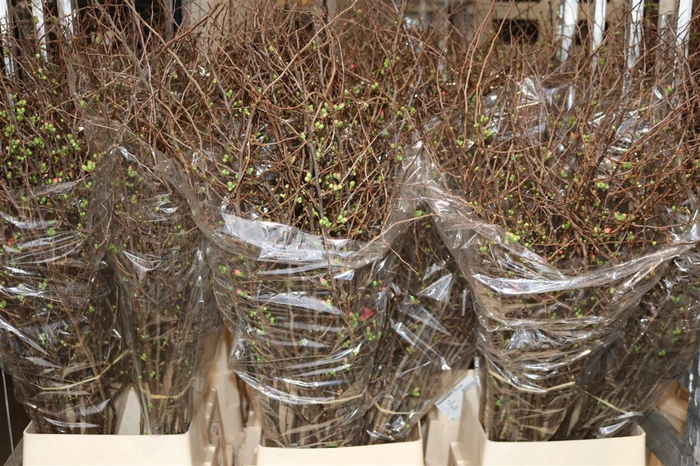 <h4>Chaenomeles Superba 130cm Extra</h4>