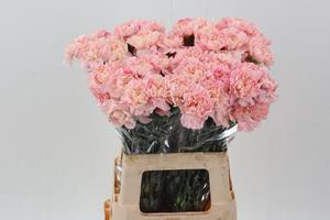 <h4>Dianthus st sakura minami</h4>