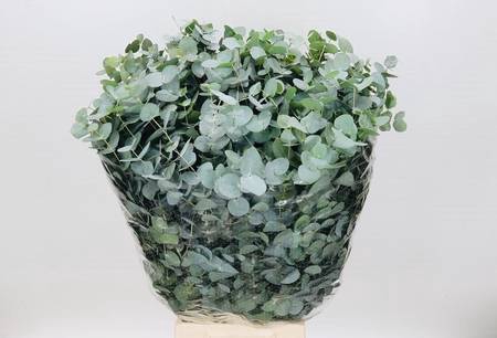 <h4>Leaf eucalyptus cinerea per bunch</h4>