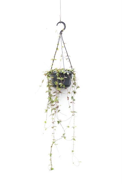 Ceropegia linearis Remy 14Ø 38cm