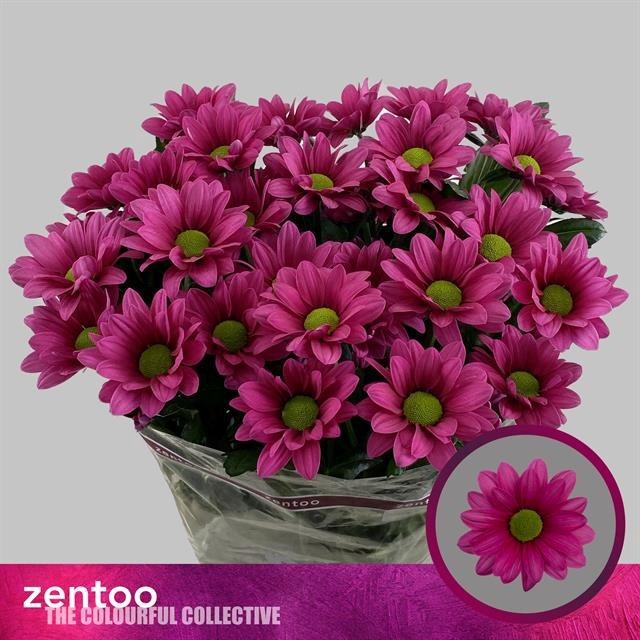 <h4>Chrys sp ballerina's dark</h4>
