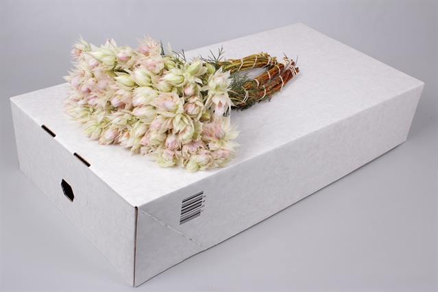 <h4>Cape green serruria blushing bride</h4>